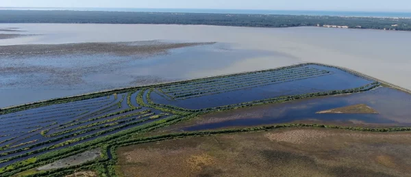 Marismillas desde dron