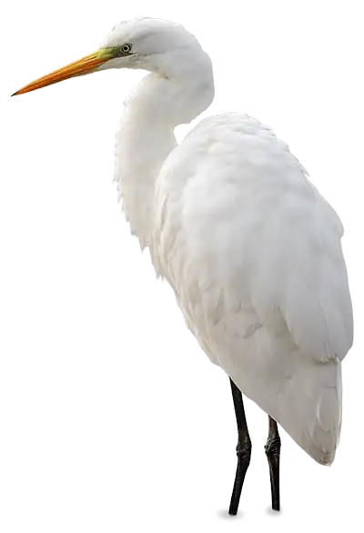 Garza real