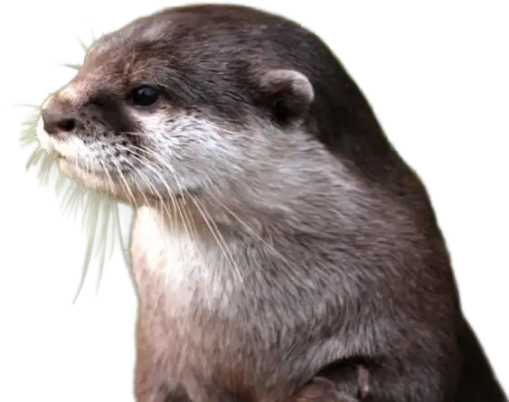 Nutria