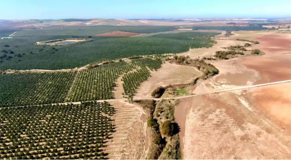 Lluvias torrenciales arrastran el suelo fértil hacia el río Blanco, que se desborda y arrastra plantones de olivo en DPH ©Yuntas