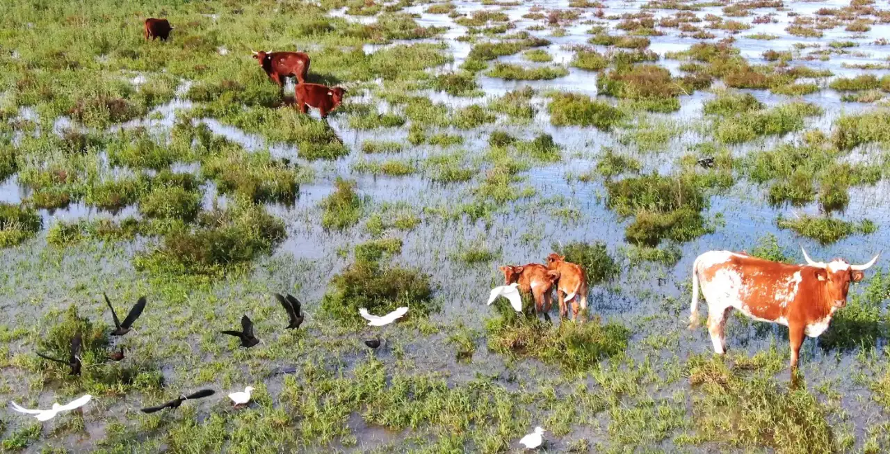 Vacas marismeñas en Doñana, inundación extrema 2025 ©Yuntas