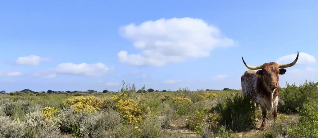 Toro Marismeño